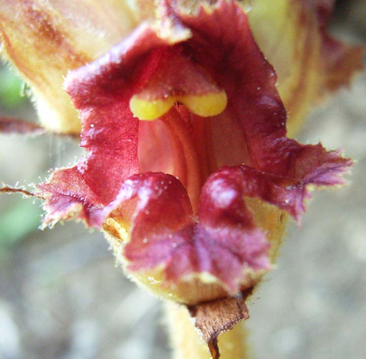 non so cosa sia - Orobanche sp.